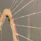 "RAVENEL Jr. BRIDGE"